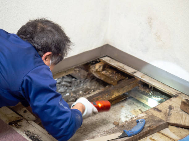 Best Black Mold Remediation in Waukomis, OK