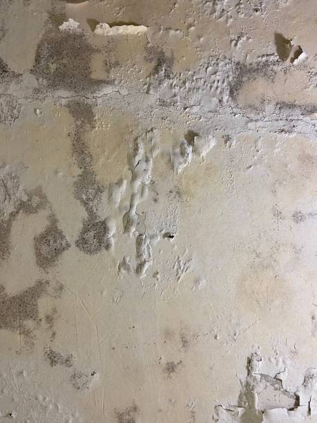 Best Kitchen Mold Remediation in Waukomis, OK