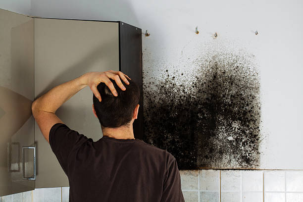 Best DIY Mold Remediation Support Services in Waukomis, OK