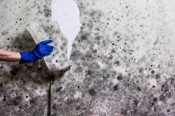 Best Post-Flood Mold Remediation in Waukomis, OK